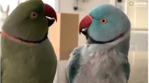 2 Papageien führen ein nettes Gespräch: die Töne und Gesten sind unglaublich 